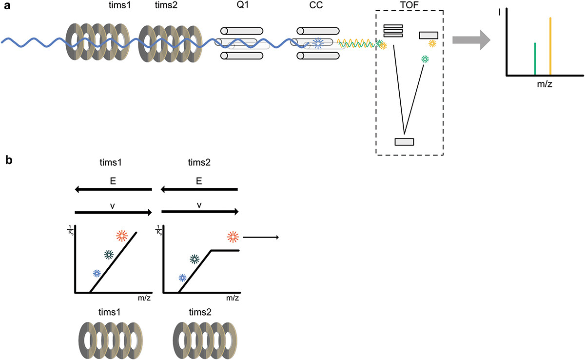 Figure 1.  Schematics showing the ion path of the timsTOF Pro mass spectrometer. (a) Ions enter the mass spectrometer (blue wave line) and the dual TIMS ion mobility ion trap. After leaving the ion mobility trap, the ions are selected in the quadrupole (Q1) before passing into the collision cell, which can fragment peptides along the peptide bond. Finally, the ions are analyzed in the time of flight (TOF). (b) The function of the dual TIMS ion mobility trap is shown. The first TIMS tunnel can store and accumulate ions while ions are eluted one by one from the second TIMS tunnel by decreasing the electric field. When all ions from TIMS2 are eluted, the accumulated ions from the TIMS1 are transferred into the TIMS2 for analysis. This setup ensures that no ions are lost during the process.